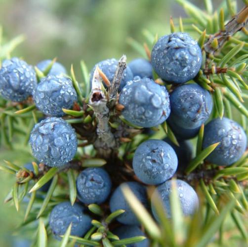 Juniper Berry Oil 2